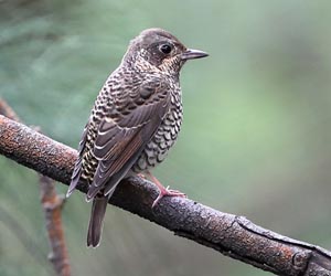 Цагаангүеэ донгор